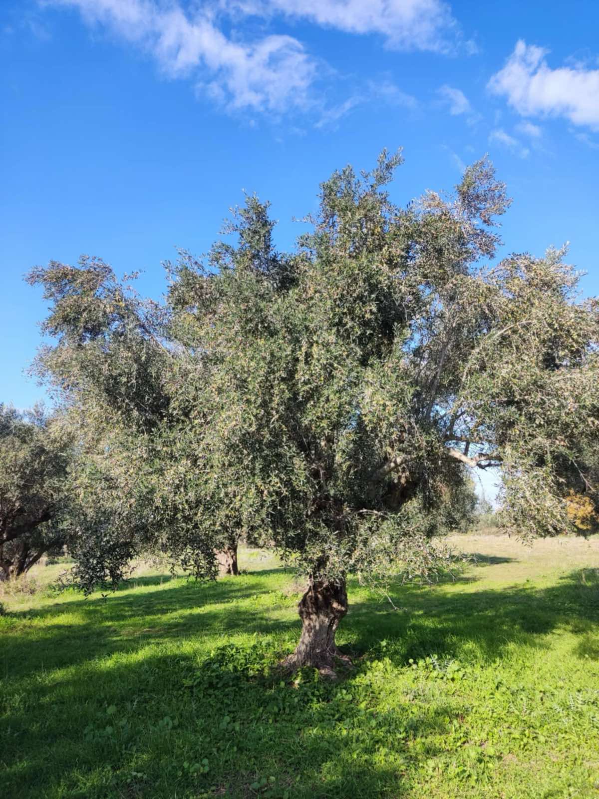 Deos Athena’s Essence premium Greek soap – inspired by Athena’s legendary olive tree, offering pure, natural skincare rooted in ancient wisdom and organic beauty.